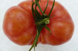 Wirusy w uprawach pomidora – badania prowadzone w Klinice Chorób Roślin IOR – PIB